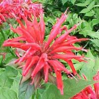 Monarda Gardenview Scarlet