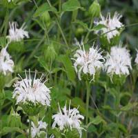 Monarda Snow White
