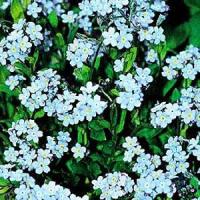 Myosotis Victoria Blue