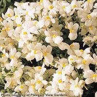 Nemesia Innocence