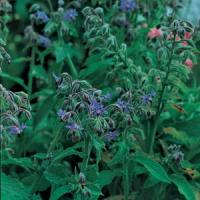  Borage Herb