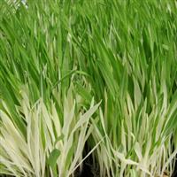 Tabby Hordeum vulgare