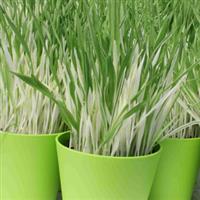 Tabby Hordeum vulgare