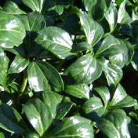 Pachysandra terminalis Green Sheen
