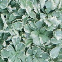 Pachysandra terminalis Silver Edge