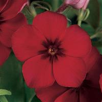 21st Century Crimson Phlox