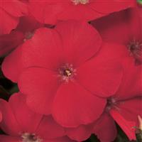 21st Century Scarlet Phlox