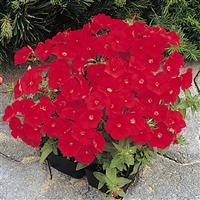 21st Century Scarlet Phlox