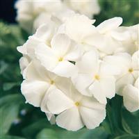 21st Century White Phlox