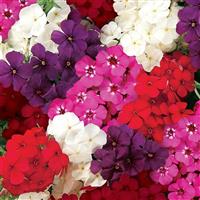 21st Century Mixture Phlox