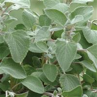 Silver Shield Plectranthus