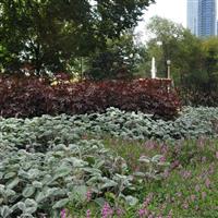 Silver Shield Plectranthus