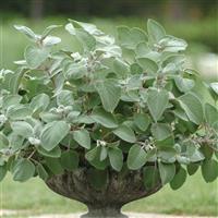 Silver Shield Plectranthus