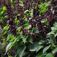 Lighthouse Purple Salvia