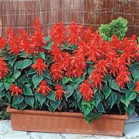 Lighthouse Red Salvia