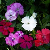 Diamond Mix Dianthus