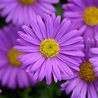 Fresco™ Purple Brachyscome