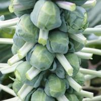 Franklin Brussels Sprouts
