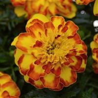Flamenco French Marigold