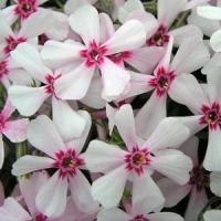 Phlox subulata Appleblossom