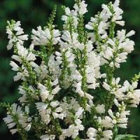 Physostegia virginiana Crown Snow
