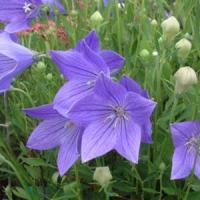 Platycodon Fuji Blue