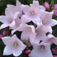 Platycodon Fuji Pink