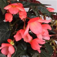 Rivulet<sup>®</sup> Pink Begonia Boliviensis