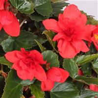Rivulet<sup>®</sup> Double Red Begonia Boliviensis