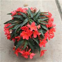 Rivulet<sup>®</sup> Deep Rose Begonia Boliviensis