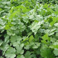  Coriander