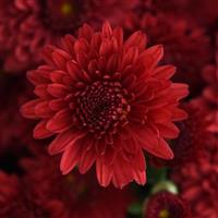 Eternal Red Garden Mum