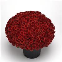 Eternal Red Garden Mum
