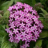 Glitterati™ Purple Star Pentas
