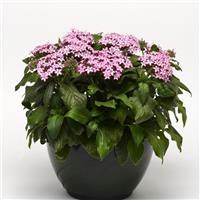 Glitterati™ Purple Star Pentas