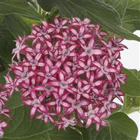 Glitterati™ Red Star Pentas