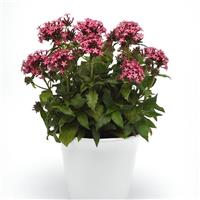 Glitterati™ Red Star Pentas