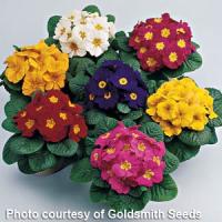 Primera Mix Primula Acaulis
