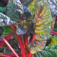 Bali Swiss Chard
