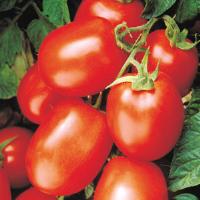 Health Kick Tomato
