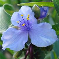 Tradescantia Ocean Blue