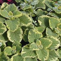 Plectranthus coleoides 