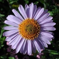Aster tongolensis Wartburg Star