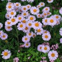 Aster tongolensis Wartburg Star