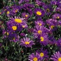 Aster alpinus Dark Beauty