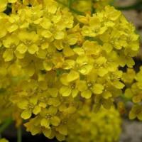 Aurinia saxatilis Compacta