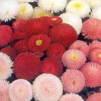 Bellis Pomponette Mix