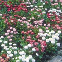 Bellis Pomponette Mix