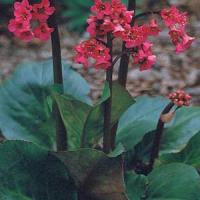 Bergenia cordifolia Winterglut