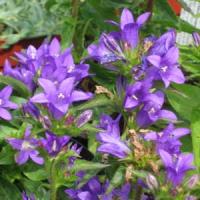 Campanula glomerata Acaulis